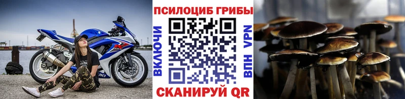 Купить  Кохма  Псилоцибиновые грибы Psilocybine cubensis 